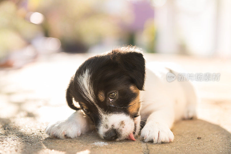 可爱的小狗躺在阳台上，伸出舌头-可爱的小杰克罗素- 2个月大